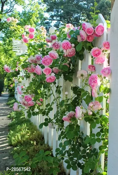 Baishnab Rose Plant Pink White Climbing Rose Plant Perennial Flower Garden Decor Home 1 Grafted Live Plant-thumb0