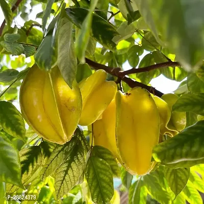 Baishnab  Rare Star Fruit Grafted Live plant CF020-thumb0