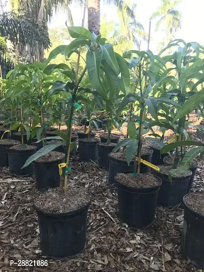 Baishnab  MML21 Mango Plant