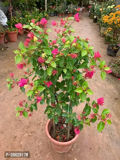 Baishnab  Baugainvillea Plant Disha000242 Baugai