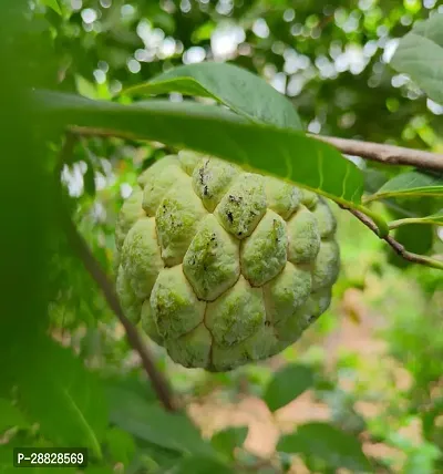 Baishnab  Custard Apple Live Plant Disha309045113-thumb0