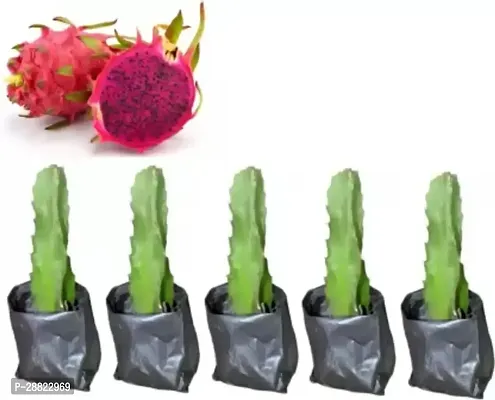 Baishnab  Dragon Fruit Combo Pack of 5  SulavCFP