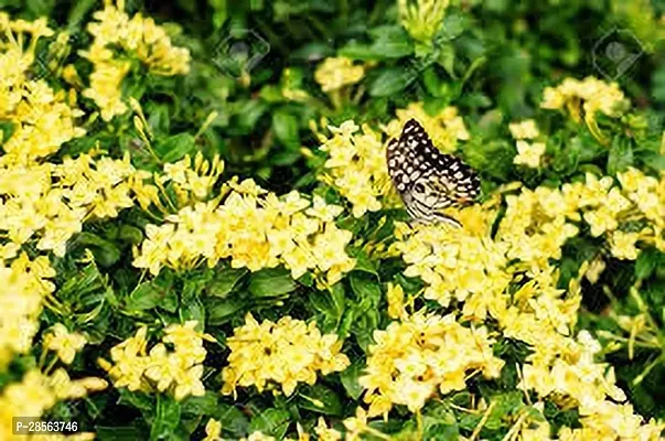 Baishnab Ixora Plant IXORA PLANT TTTT-thumb3