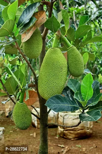 Baishnab  Hybrid Jack Fruit plantCFA220 Jack Fru