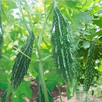 Baishnab Karala Seed 30 psBitter Gourd seed30PIECE-thumb2