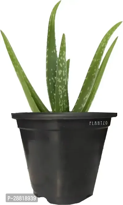 Baishnab  Aloe Vera Natural Plant with Pot Aloe Ver-thumb0