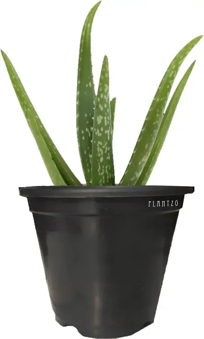 New Arrival Plant & Planters 