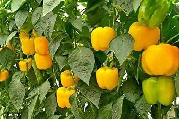 Baishnab shimla mirch seed  600 per packet rbShimla Mirch  Capsicum Hybrid Vegetable Seeds   S7455600PIECE-thumb0