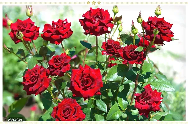 Baishnab Rose Plant rose live plant-thumb0