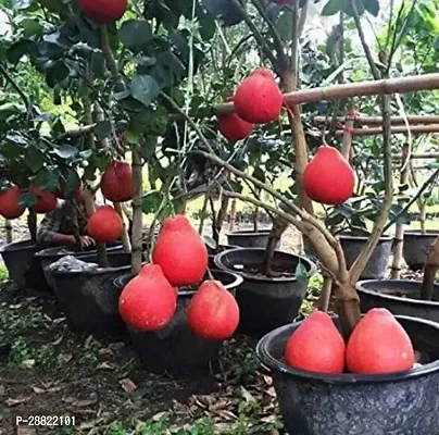 Baishnab  Thai Red Batabi Plant Pomelo Plant-thumb0