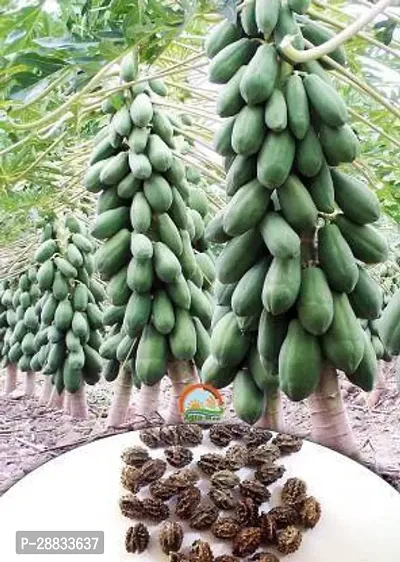 Baishnab Papa seed w 570psRed Lady 786 Papaya Taiwan Seeds F1 Hybrid Seed 570 Seeds  Seed  570 per packet10PIECE-thumb0