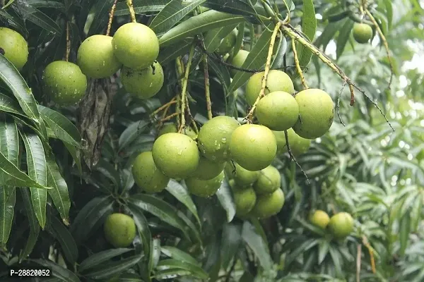 Baishnab  VAV11 Mango Plant