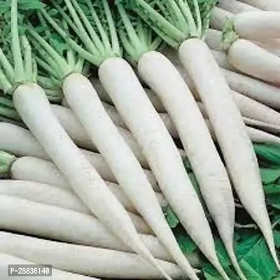 Baishnab Mulo seed 2000ps fI B F1 Hybrid Himani Radish Seeds2000PIECE-thumb0