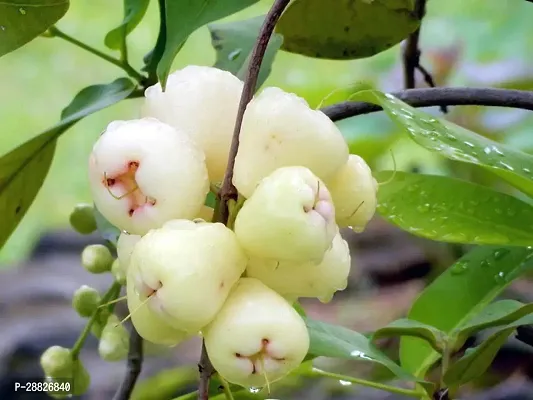 Baishnab  JamunjamrulWater Applejava apple Jamun