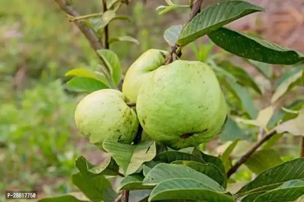 Baishnab  Guava Plant 237 Guava Plant-thumb0