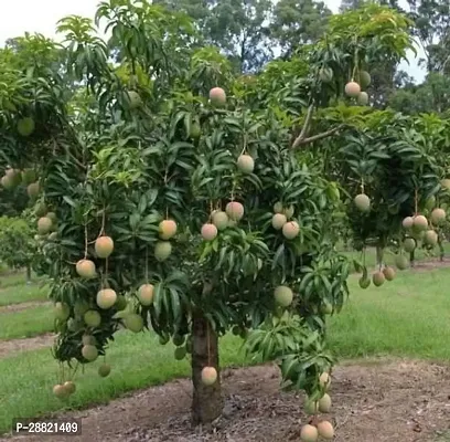 Baishnab  Cloud mango plant Mango Plant-thumb0