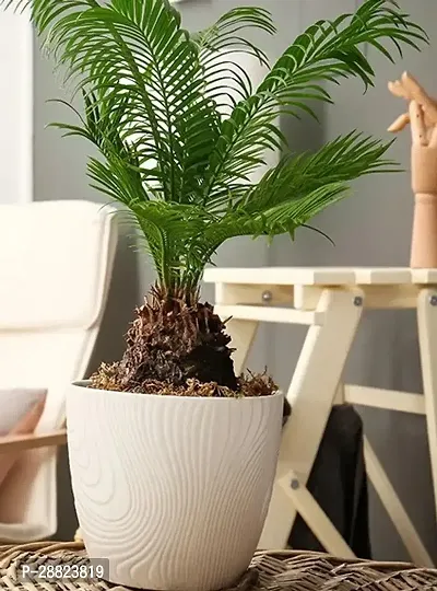 Baishnab  Cycas Revoluta Plant Live Plant CF1101