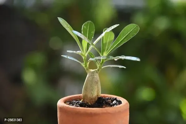 Baishnab  ADENIUM 6 PLANT Adenium Plant-thumb0