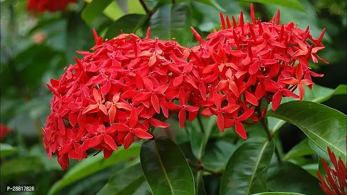 Baishnab  RED IXORA PLANT Jasmine Plant-thumb0