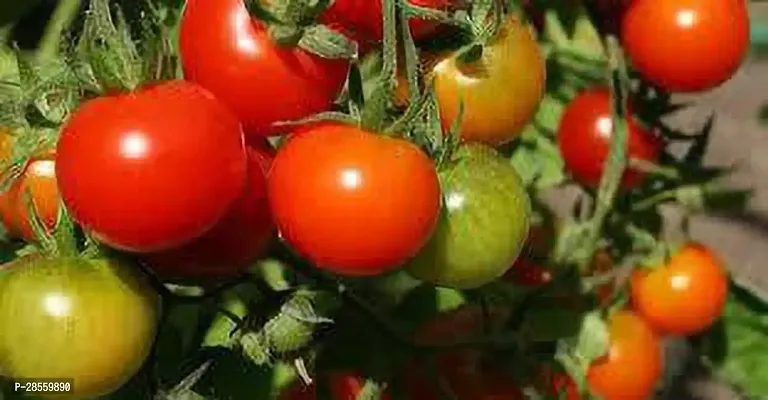 Baishnab Tomato Plant Mango plant1-thumb0