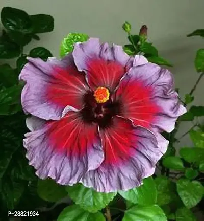 Baishnab  Hybrid Hibiscus Flower Live PlantCF357-thumb0