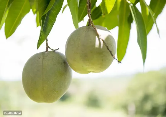 Baishnab  Apple Shaped Live Grafted Mango Plant Ap1-thumb0