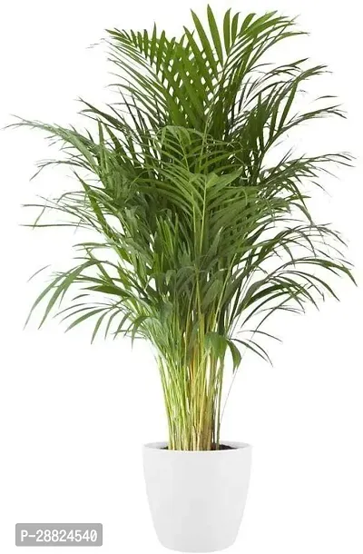 Baishnab  J4563 China Palm Plant-thumb0