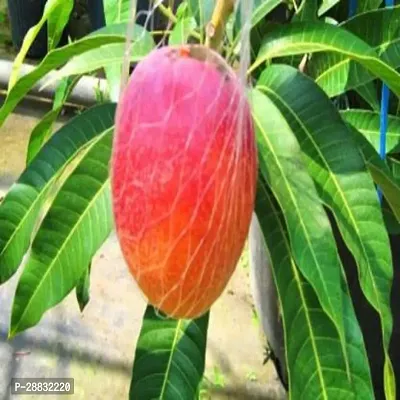 Baishnab  Mallika Mango Hybrid Plant For Outdoor Ga-thumb0