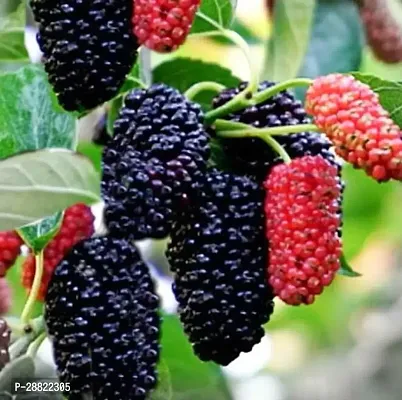 Baishnab  Mulberry PlantCFA360 ShahtootMulberry