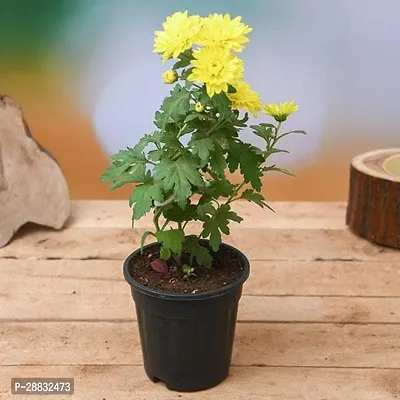 Baishnab  Shevanti Chrysanthemum Chrysanthemums G-thumb0