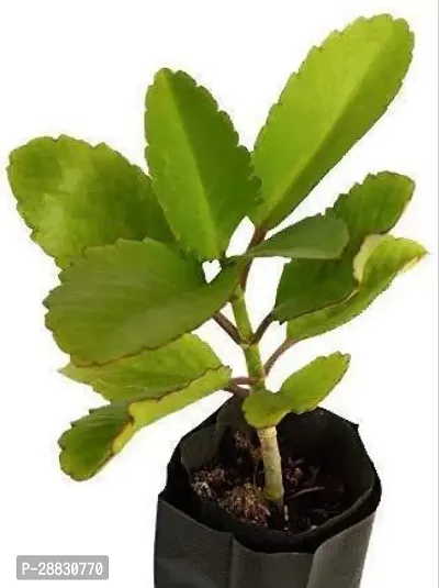 Baishnab  Rk008 Bryophyllum PinnatumPatharchatta P-thumb0