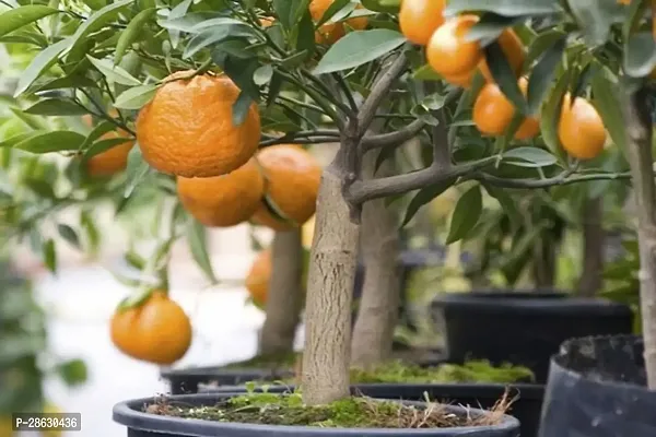 Baishnab Orange Plant Sweet Orange Fruit Plants 9