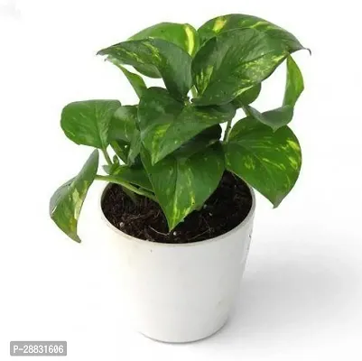 Baishnab  mo001 Money Plant-thumb0