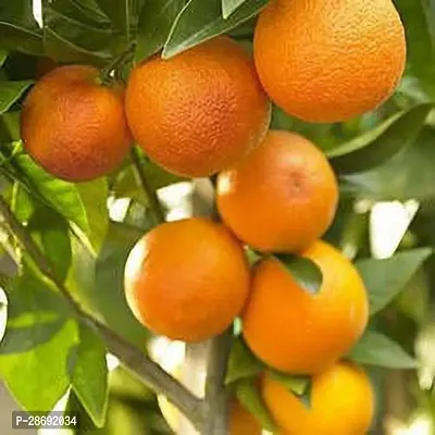 Baishnab Orange Plant NAGPUR ORANGE-thumb0