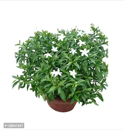 Baishnab Jasmine Plant BBN4- mini tagar live plant