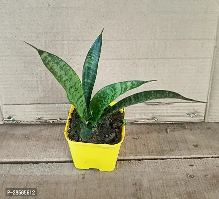 Baishnab Snake Plant Hybrid Snake Plant With Pot