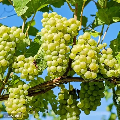 Baishnab Grape Plant GRAPES PLANT TFCCX-thumb3