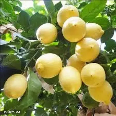 Baishnab  High Yielding Fruit Plant Rare HybridKa-thumb0