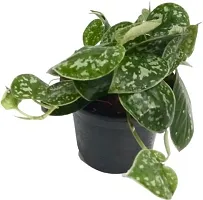 Baishnab Money Plant Satin Money Plant-thumb1