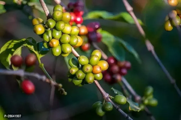 Baishnab Coffee Plant Hybrid Coffee Plant Tree 001-thumb0