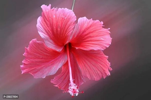 Baishnab  Hibiscus Red CF20361 Hibiscus Plant