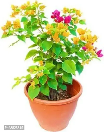 Baishnab  f111 Bougainvillea Plant