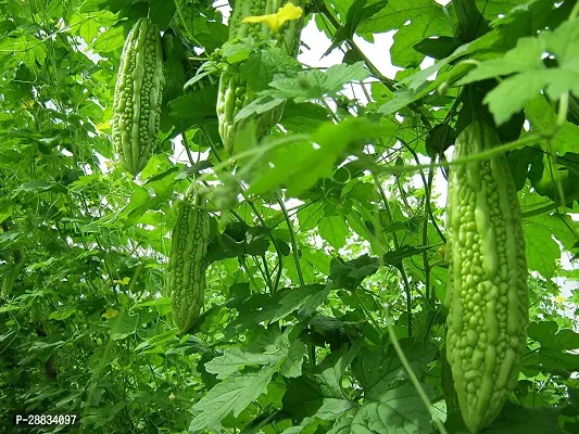 Baishnab Bittergourd seed50 per packet GREEN Bitter Gourd Organic F1 Hybrid Seeds50PIECE