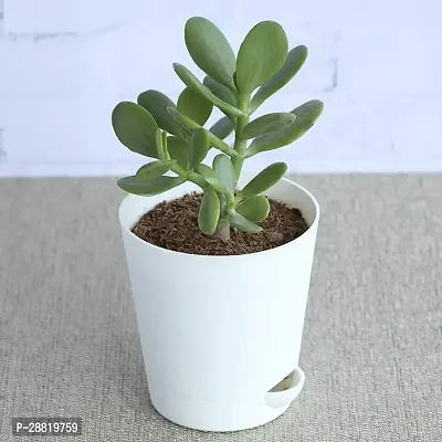 Baishnab  EZThib2 Crassula Plant-thumb0