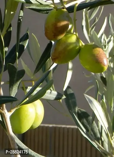 Baishnab  Indian OliveJalpai Live Plant CF002 ZZ