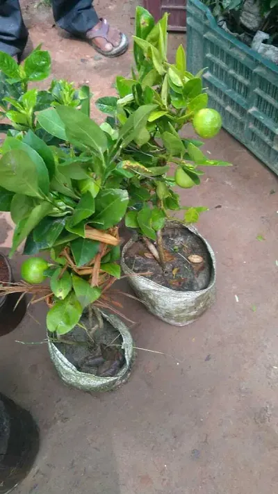 Hot Selling Plant & Planters 