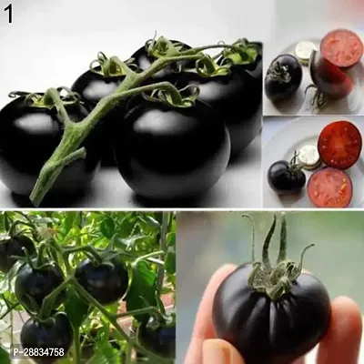 Baishnab tomato seed 1000 ps vuiBlack Tomato Seeds1000PIECE-thumb0