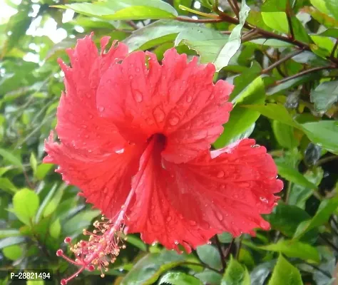 Baishnab  Japanese hibiscus plant Hibiscus Plant-thumb0