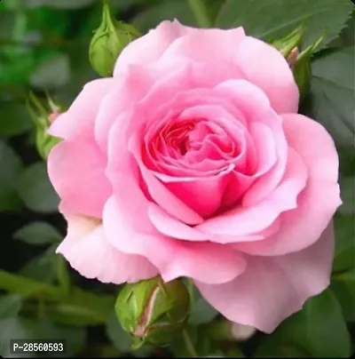 Baishnab Rose Plant Rose Plant ( Light Pink Hybrid Rose Plant )-thumb0