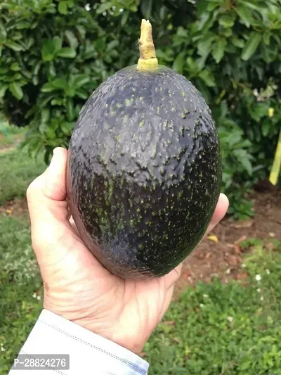 Baishnab  Maluma Avocado Live PlantCF11 Avocado P-thumb0